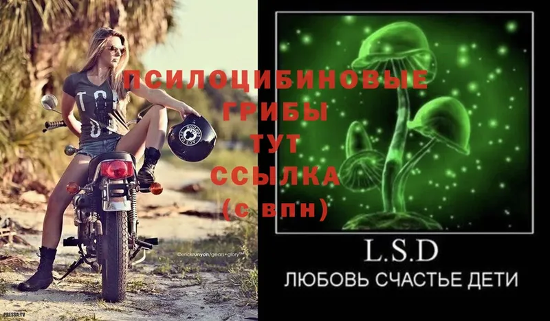 Галлюциногенные грибы Psilocybe  Костерёво 